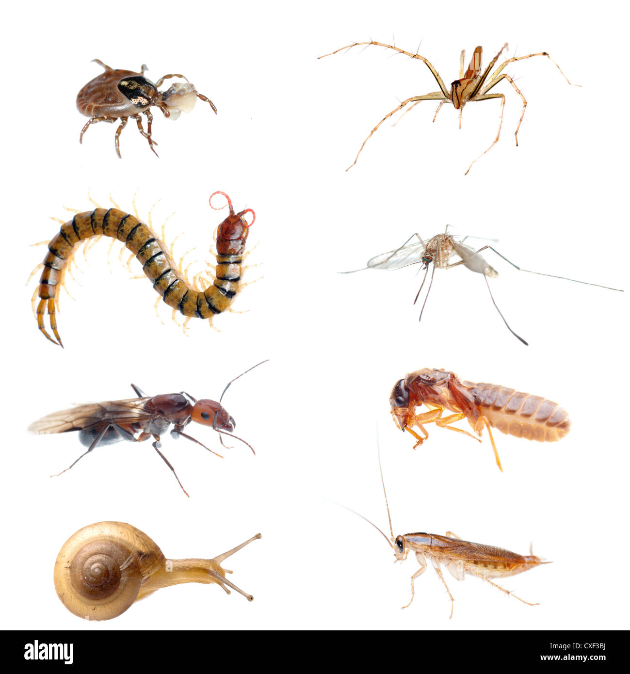 Cockroach bite Cut Out Stock Images & Pictures - Alamy