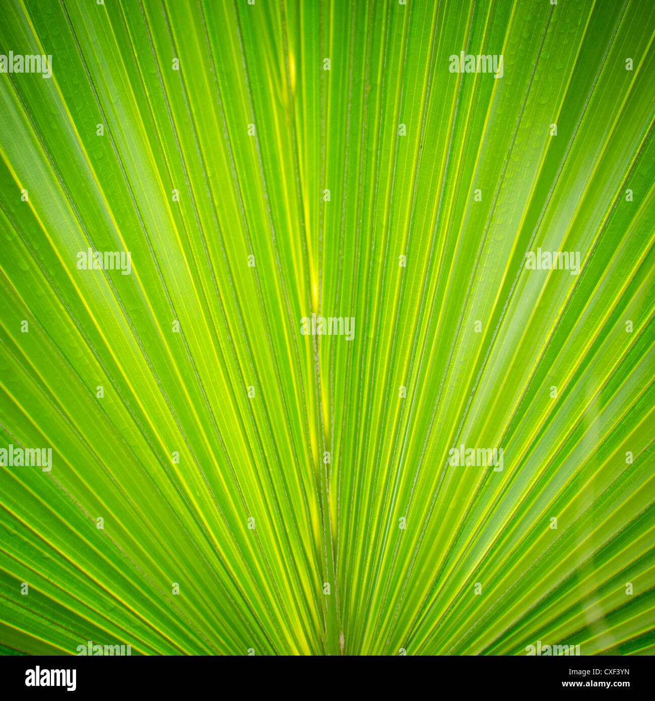 palm tree leaf Stock Photo Alamy