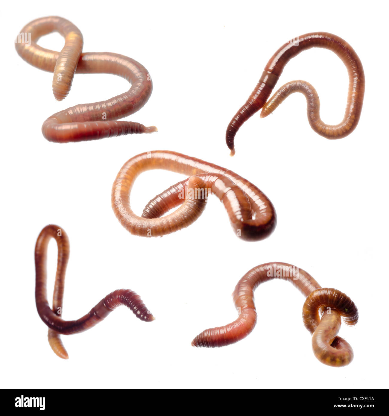 the worm shoes dennis rodman