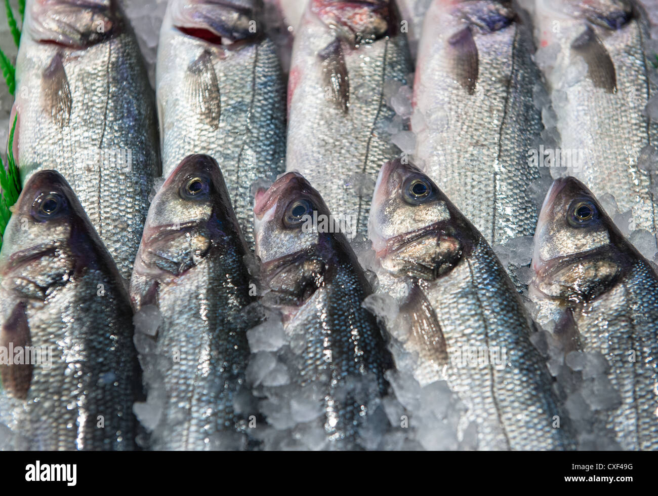 fresh fish at a fish market Stock Photo Alamy