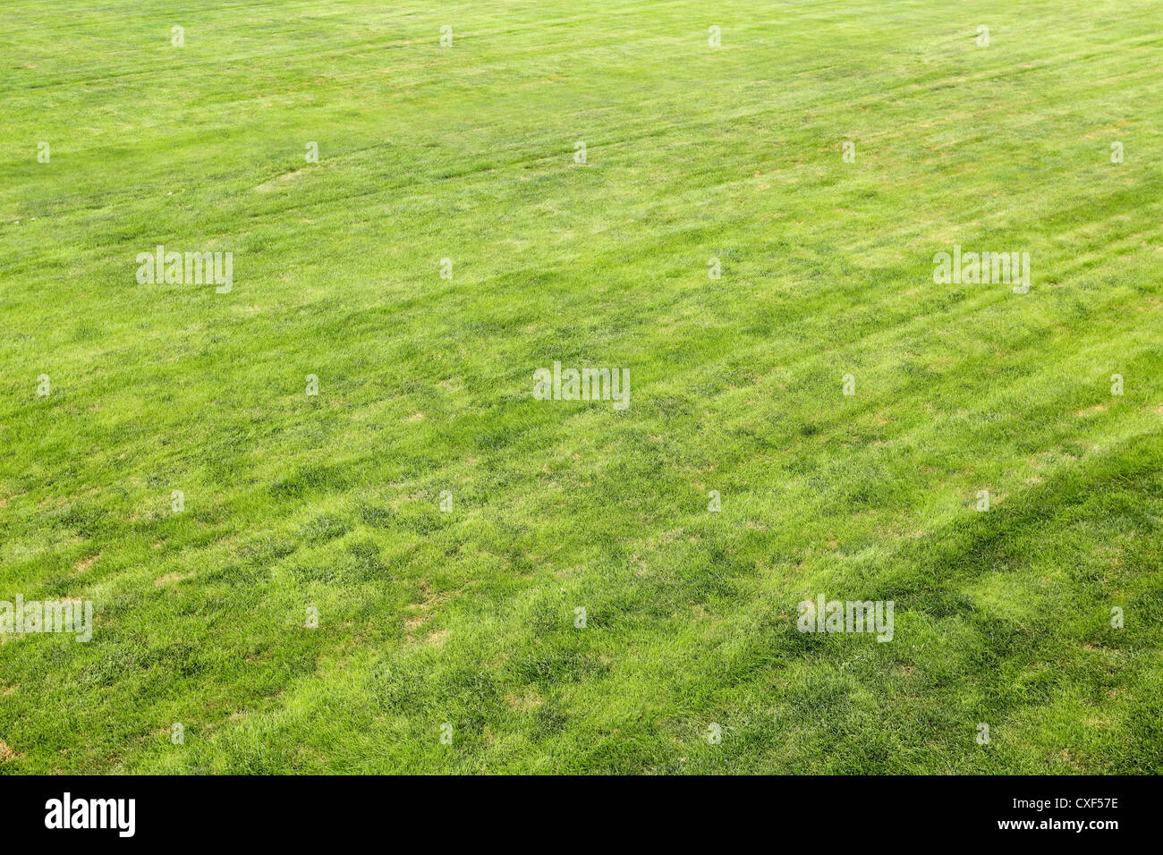 green lawn background Stock Photo