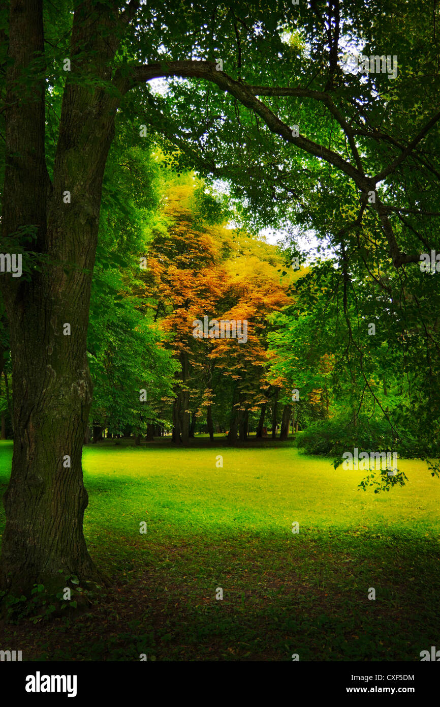 glade in forest Stock Photo Alamy