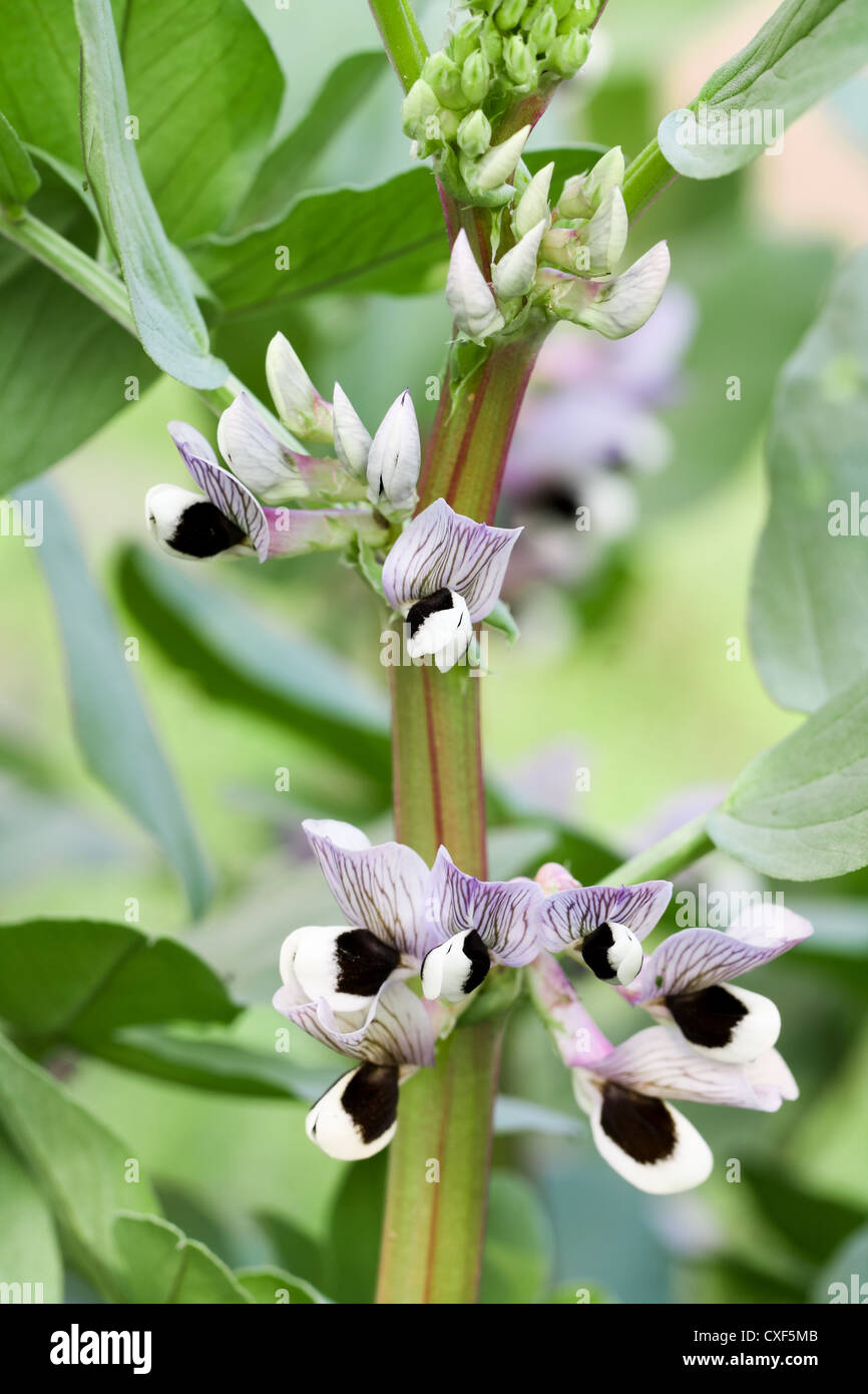 broad bean flower Stock Photo