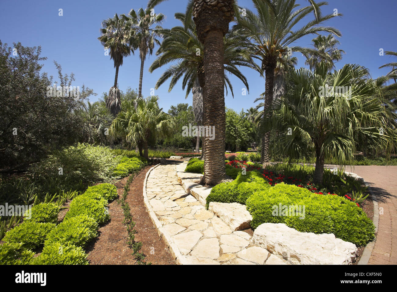 Palm trees and flower beds Stock Photo Alamy