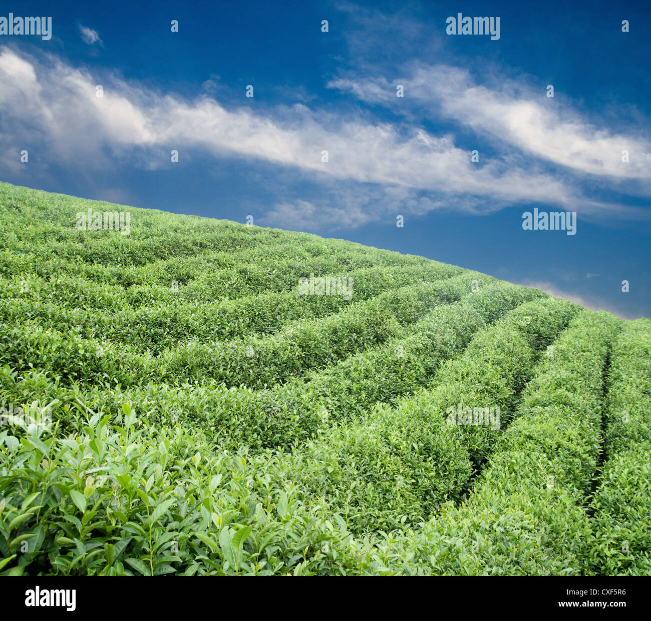 tea plantation at the hillside Stock Photo