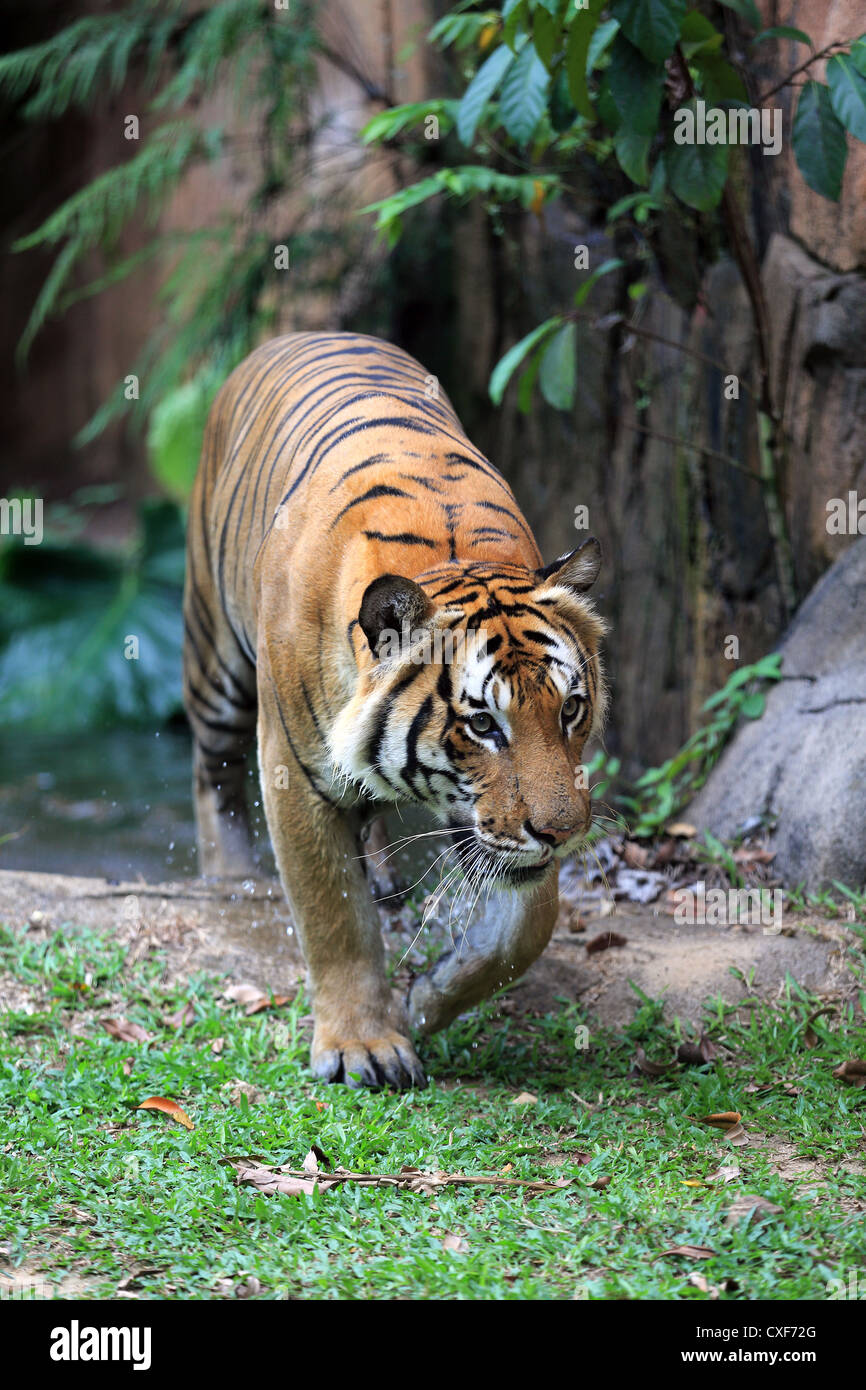 Malaysian tiger (Panthera tigris malayensis) at Melaka Zoo in Malaysia Stock Photo