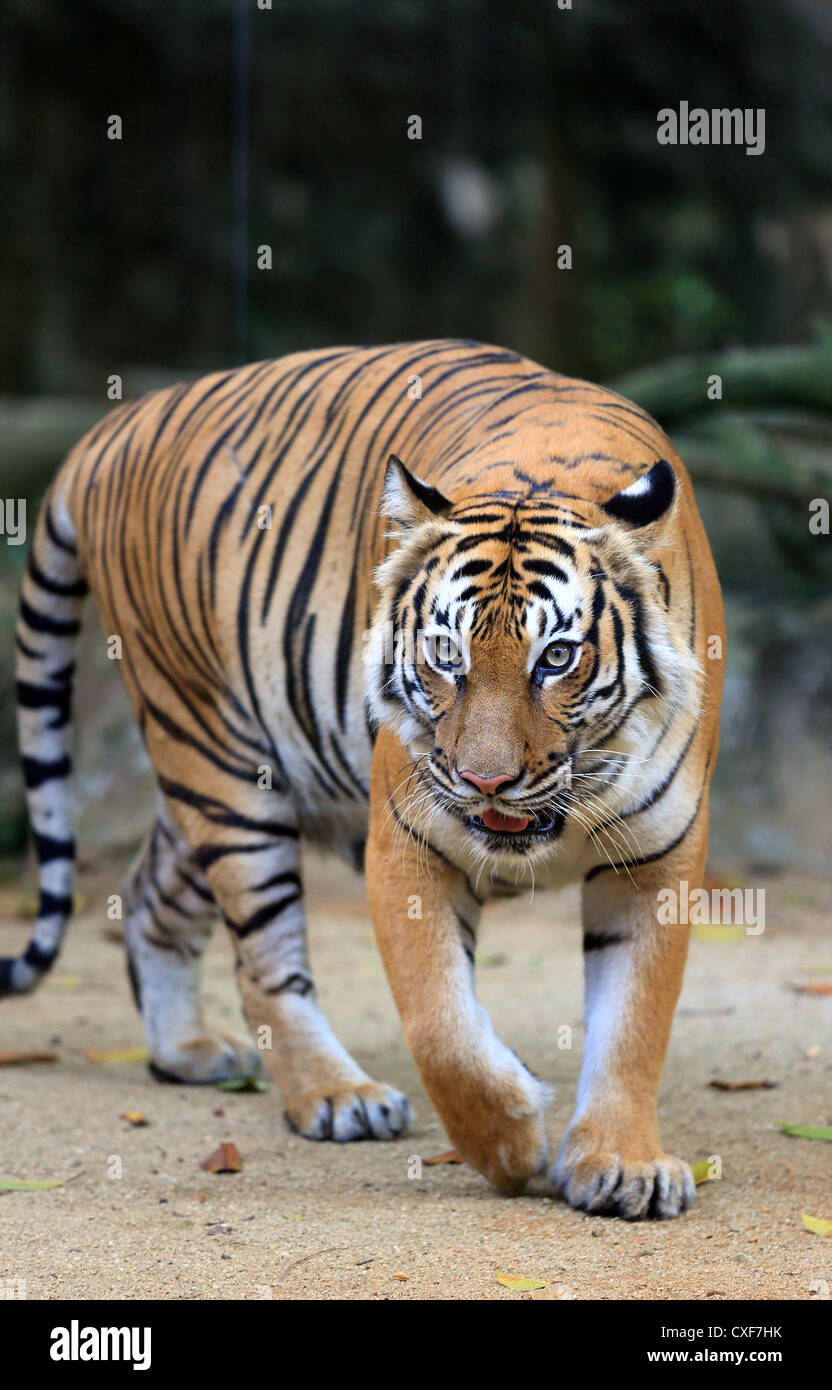 Malaysian tiger (Panthera tigris malayensis) at Melaka Zoo in Malaysia Stock Photo
