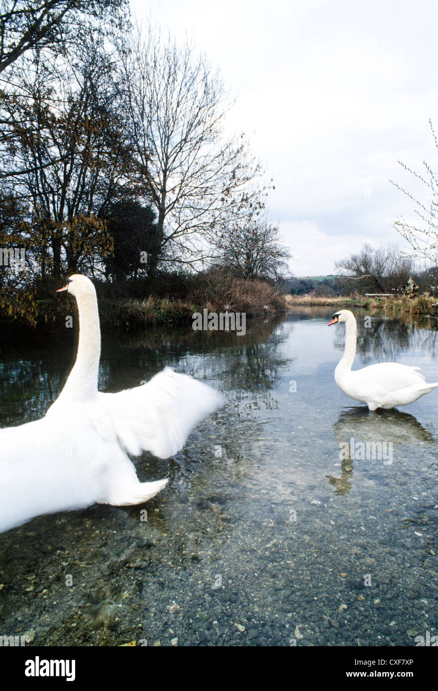 Swans on the water meadows  before the M3  extensions was built on it Stock Photo