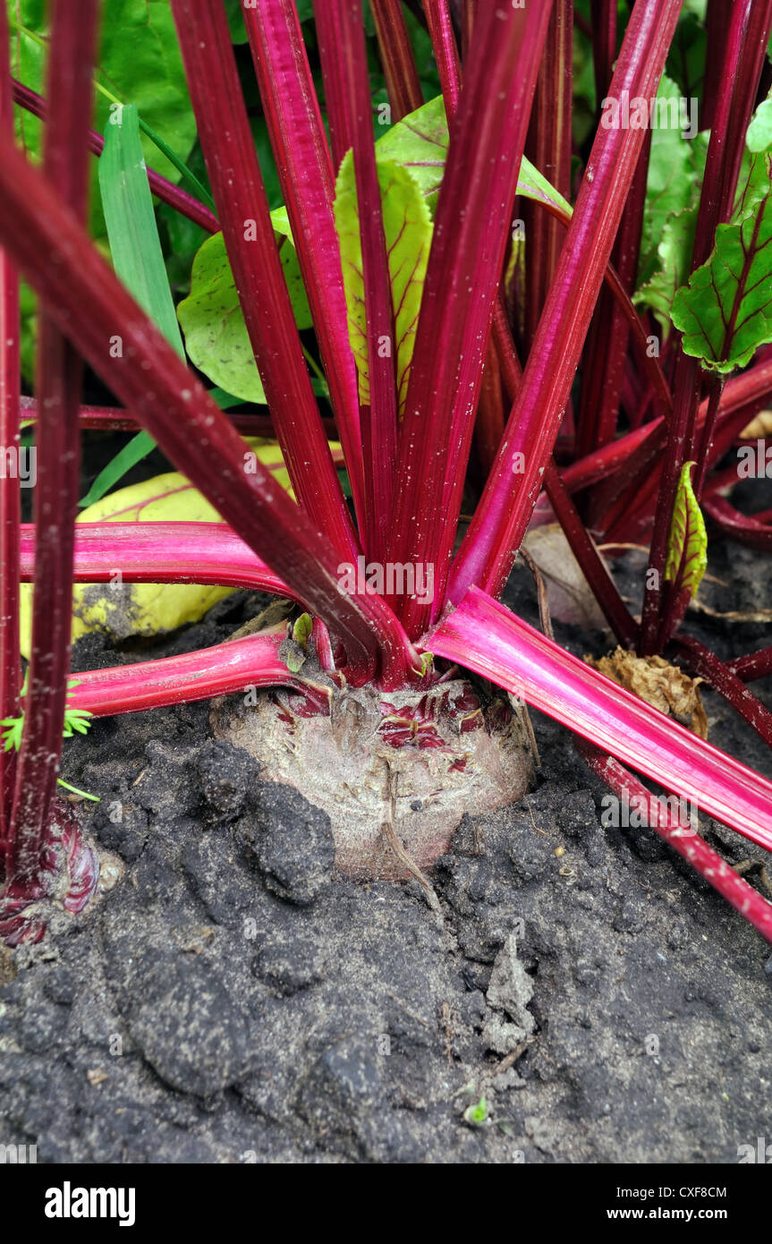 close-up of red beet in the vegetable garden Stock Photo - Alamy