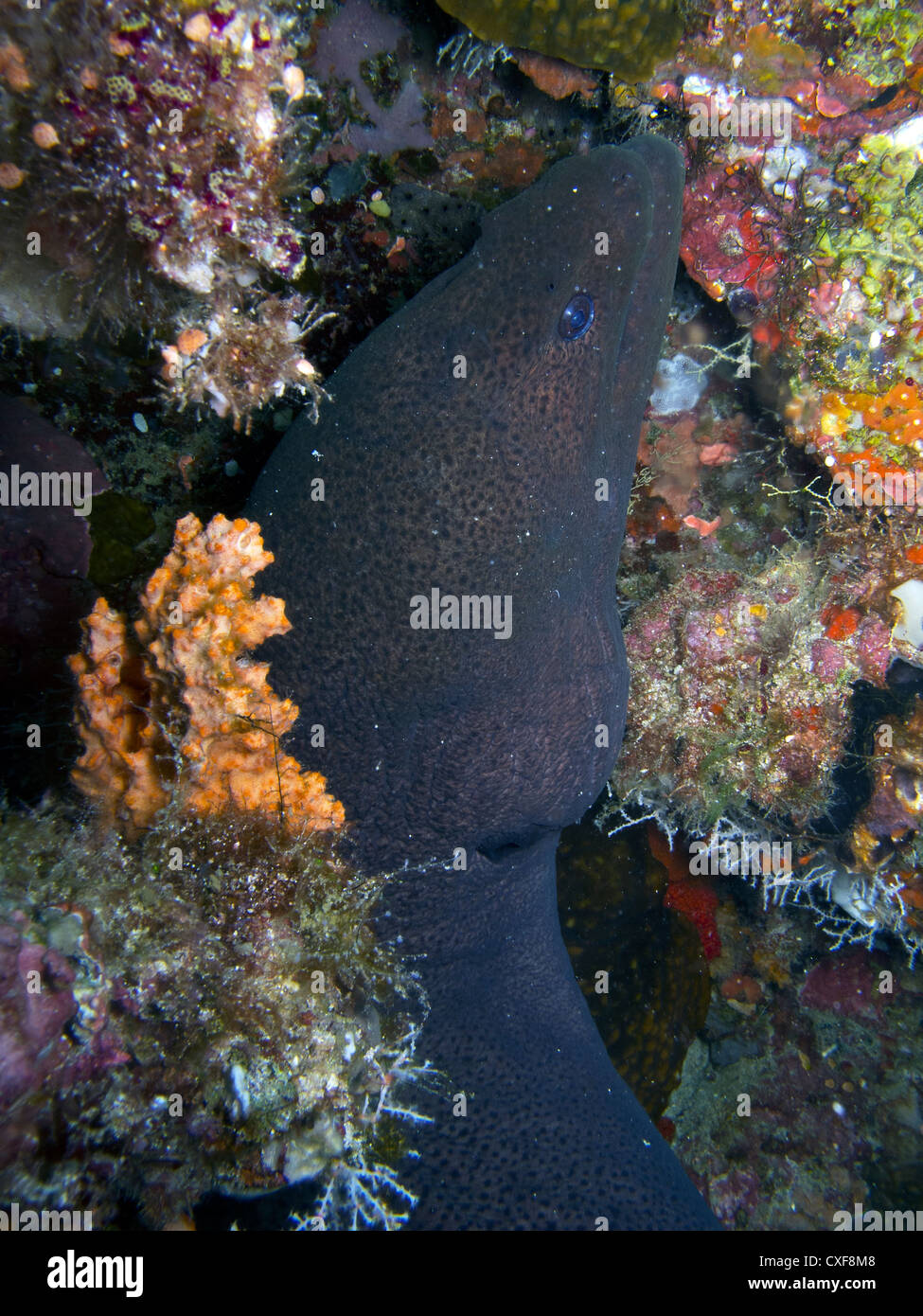 Giant moray eel (Gymnothorax javanicus Stock Photo Alamy