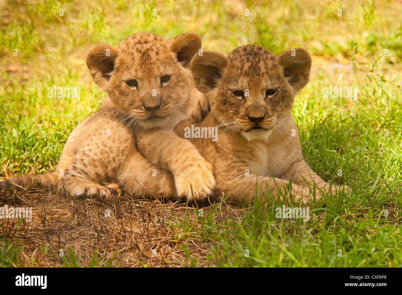 Barbary Lion Cubs (Panthera leo leo) Sitting Together Stock Photo