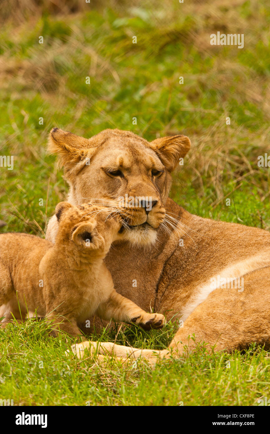 Barbary Lioness With Her Cub (Panthera leo leo Stock Photo - Alamy