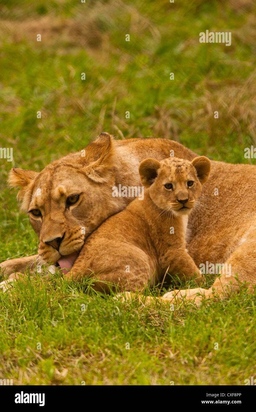 Barbary Lioness With Her Cub (Panthera leo leo Stock Photo - Alamy