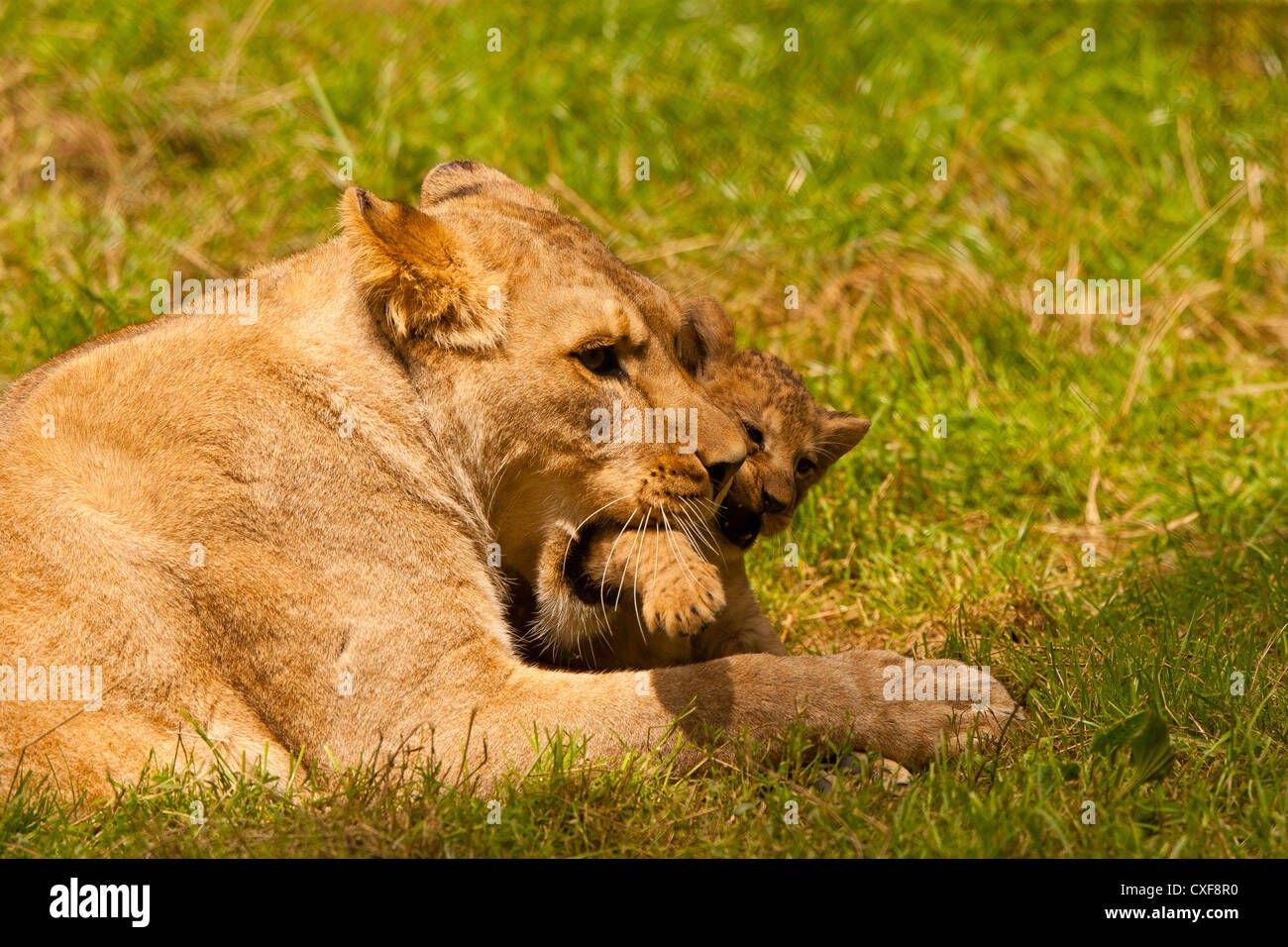 Barbary Lioness With Her Cub (Panthera leo leo Stock Photo - Alamy