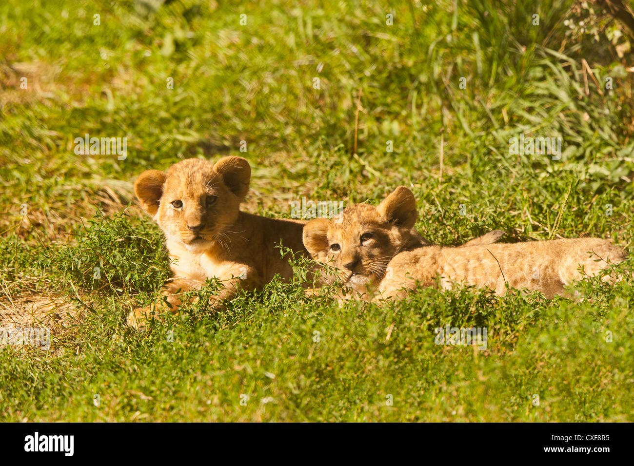 Barbary Lion Cubs Together (Panthera leo leo Stock Photo - Alamy
