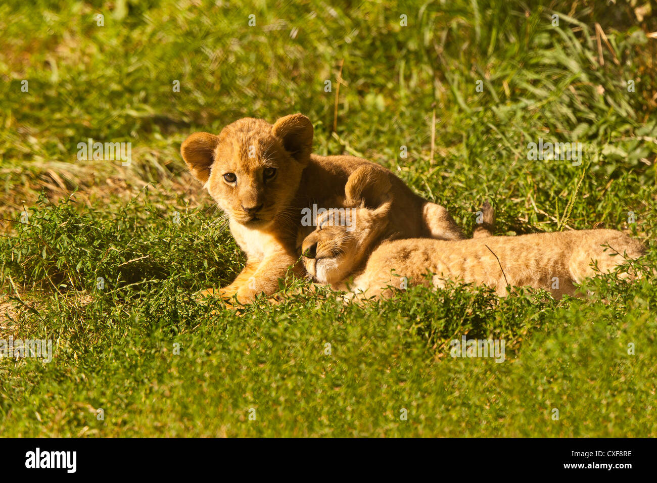 Barbary Lion Cubs Together (Panthera leo leo) Stock Photo