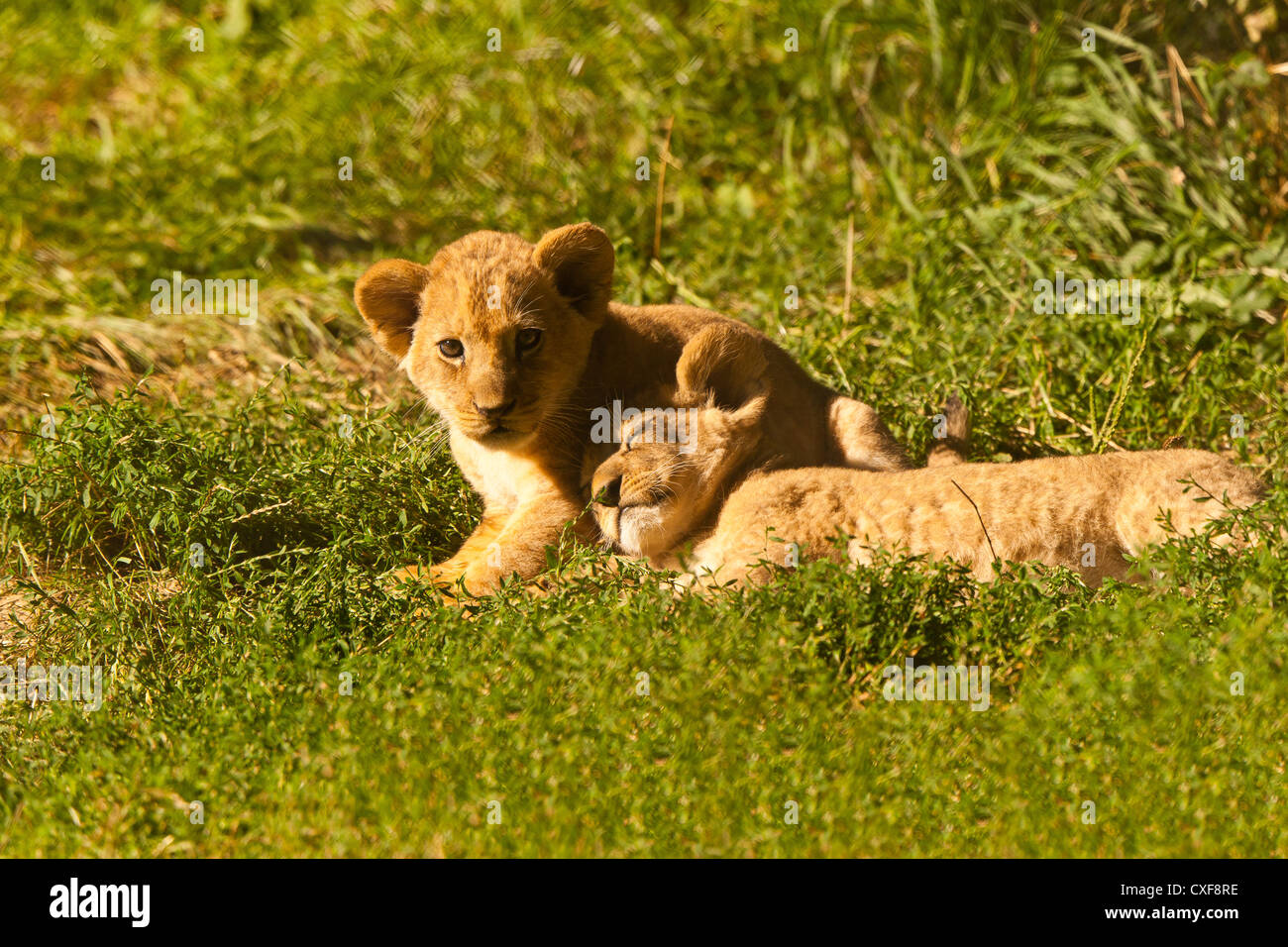 Barbary Lion Cubs Together (Panthera leo leo Stock Photo - Alamy