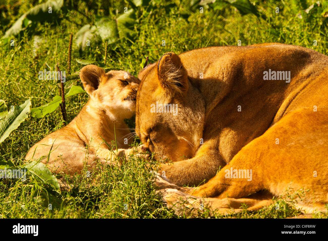 Barbary Lion (Panthera leo leo) Cub With Mother Stock Photo - Alamy