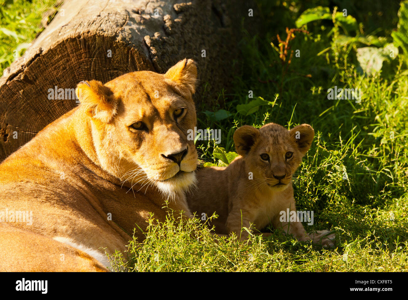 Barbary Lion (Panthera leo leo) Cub With Mother Stock Photo - Alamy