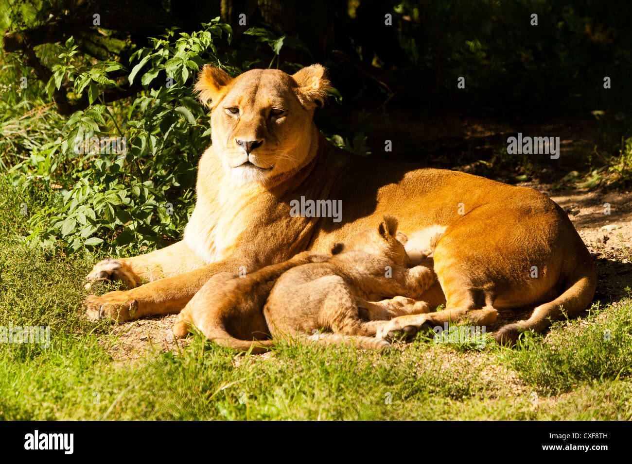 Barbary Lion (Panthera leo leo) Cubs With Mother Feeding Stock Photo ...