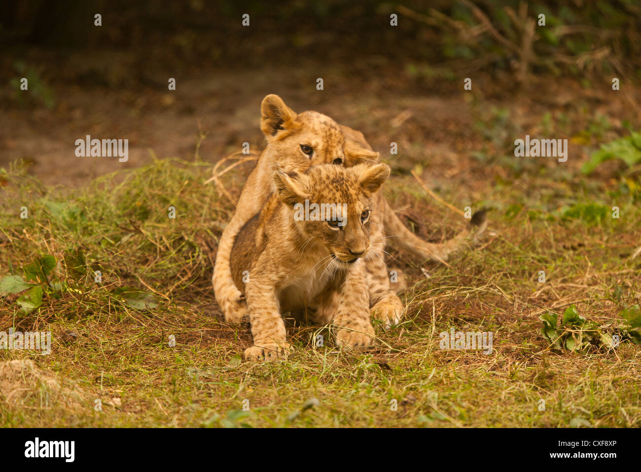 Barbary Lion Cubs (Panthera leo leo) Playing Together Stock Photo - Alamy