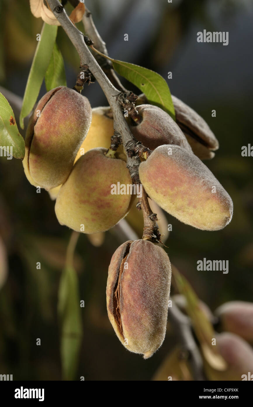 Picture: Steve Race - Spanish Llargueta almonds (Prunus dulcis) ripening on the tree, Catalunya, Spain. Stock Photo