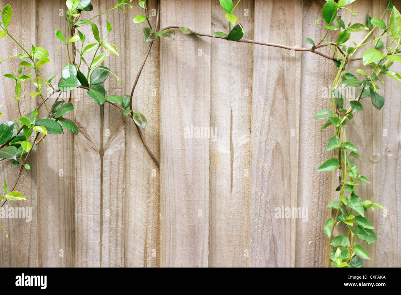Creeper Plants on Wooden Fence Stock Photo Alamy