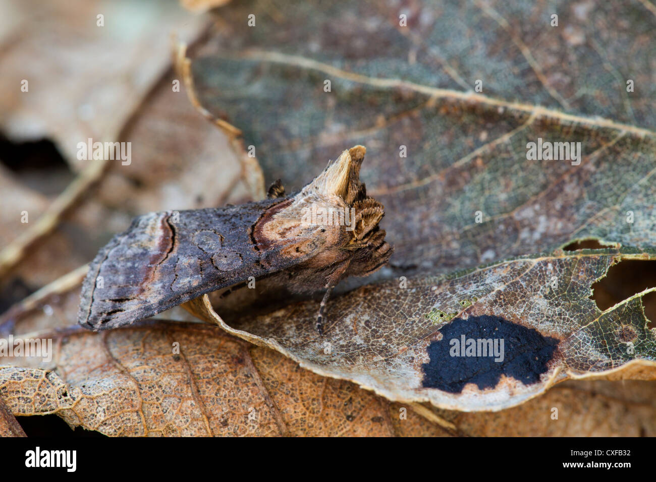 Dark Spectacle Moth; Abrostola triplasia; leaves; UK Stock Photo