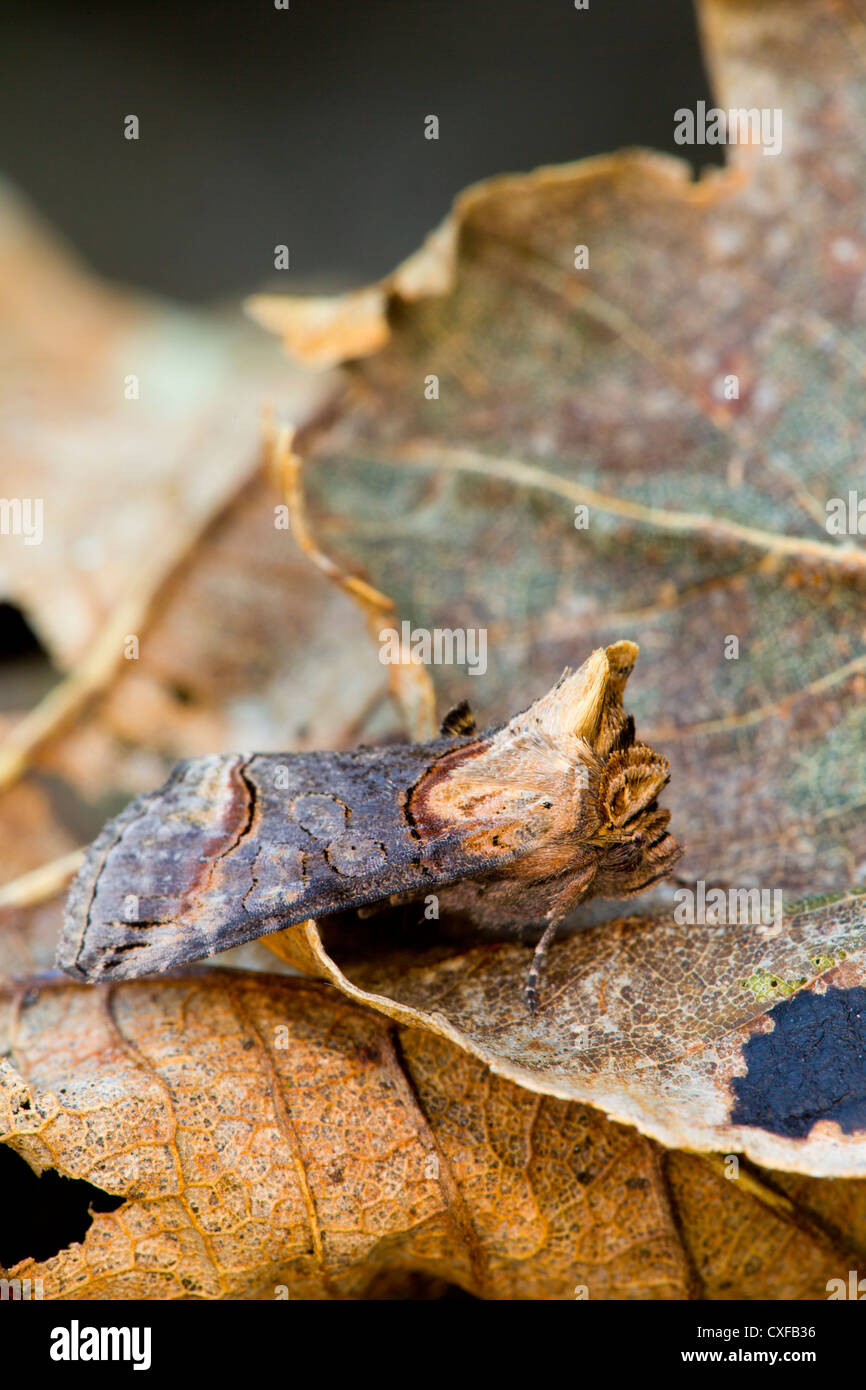 Dark Spectacle Moth; Abrostola triplasia; leaves; UK Stock Photo