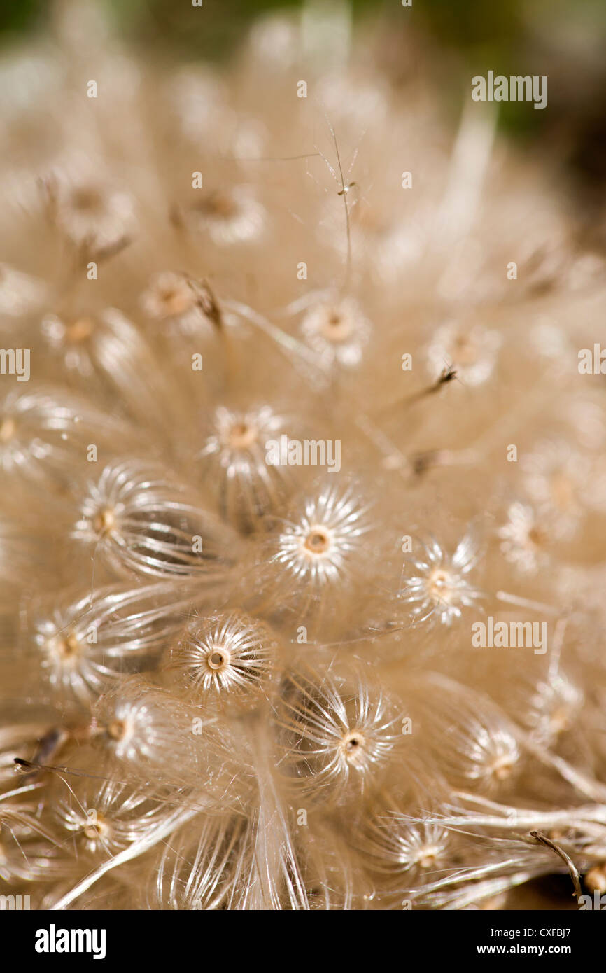 Seed Head Inside Out Stock Photo