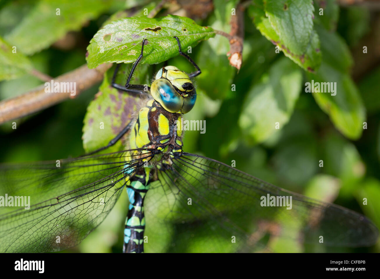 Southern Hawker; Aeshna cyanea; dragonfly; male; UK Stock Photo