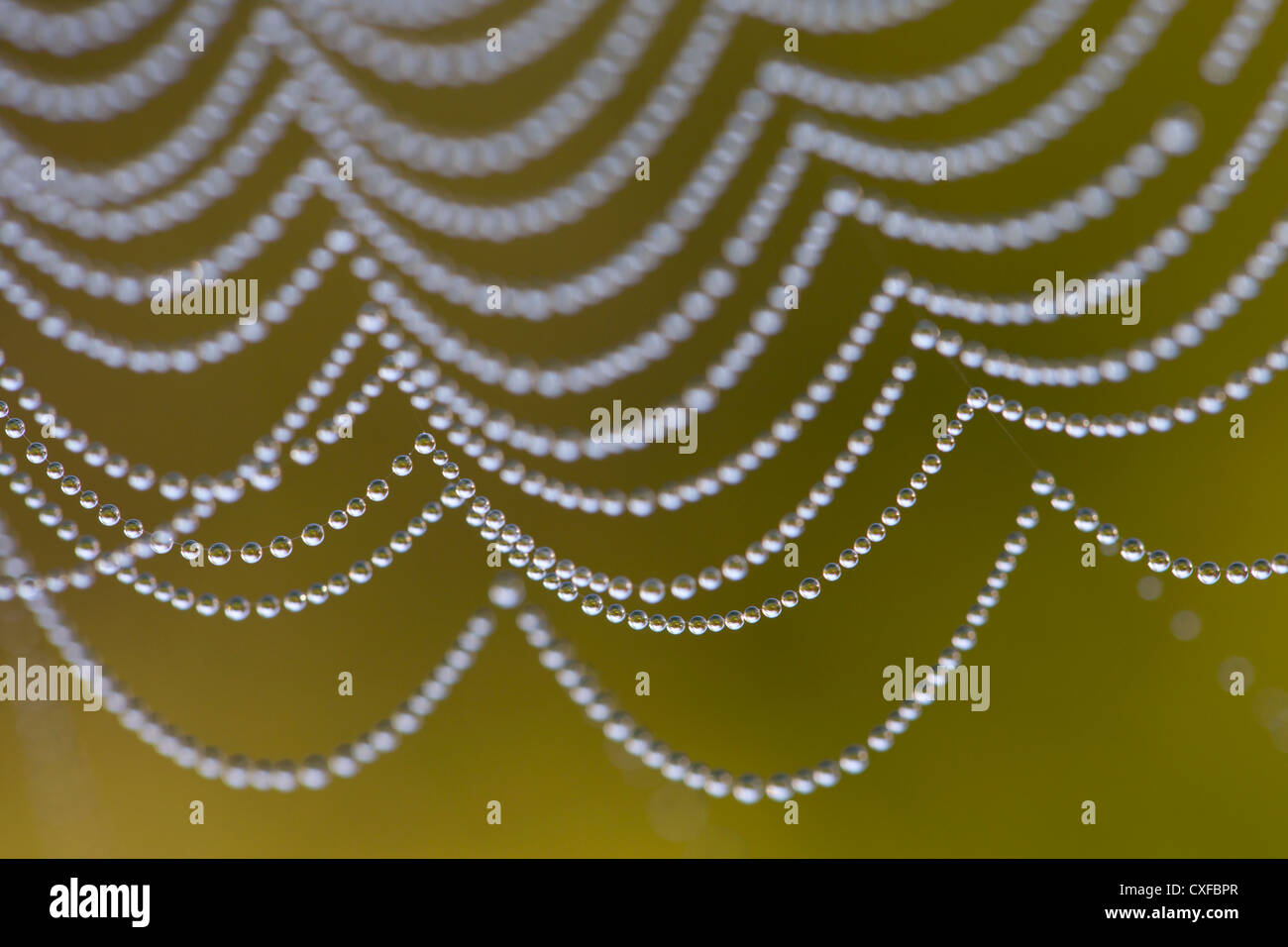 Spider's Web; with dew drops; UK Stock Photo