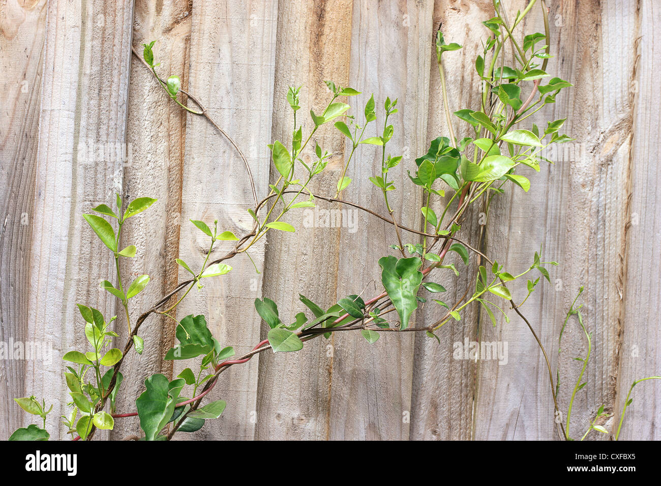 Creeper Plants on Wooden Fence Stock Photo Alamy