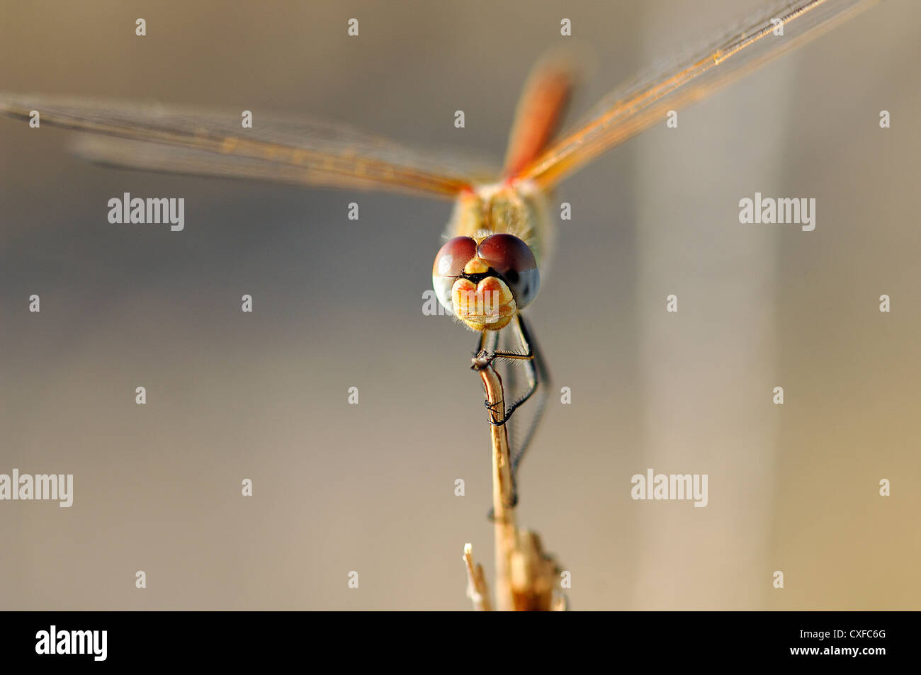 dragonfly in are natural environment Stock Photo
