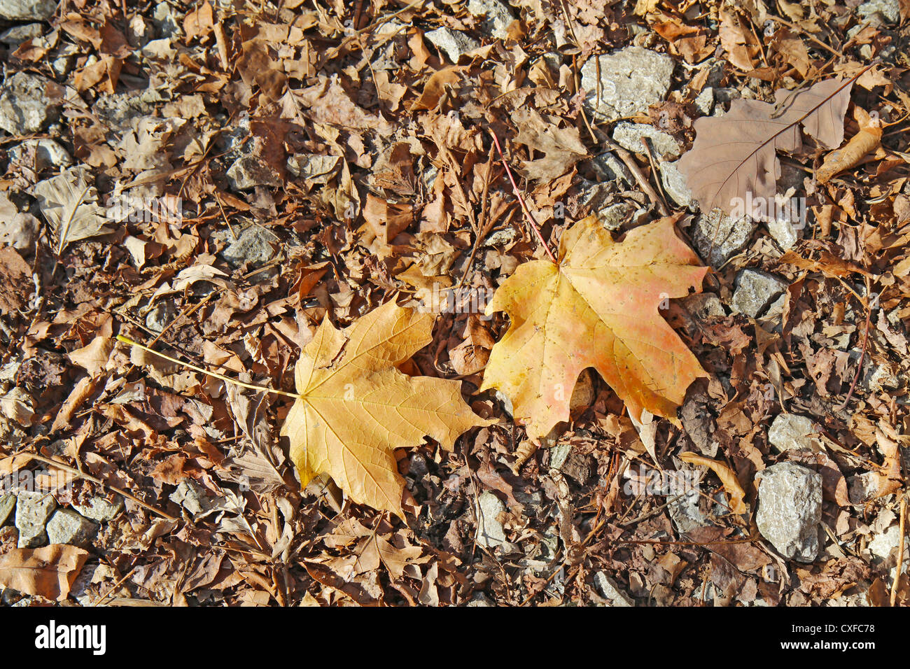 Fallen leaves of red oak (Quercus species) and sugar maple (Acer saccharum) against a background of leaf litter and rocks Stock Photo