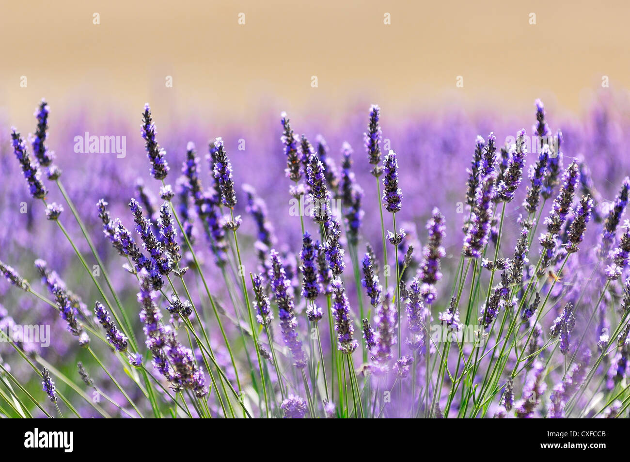 Champs De Lavande Valensole Haute Provence France Stock Photo Alamy