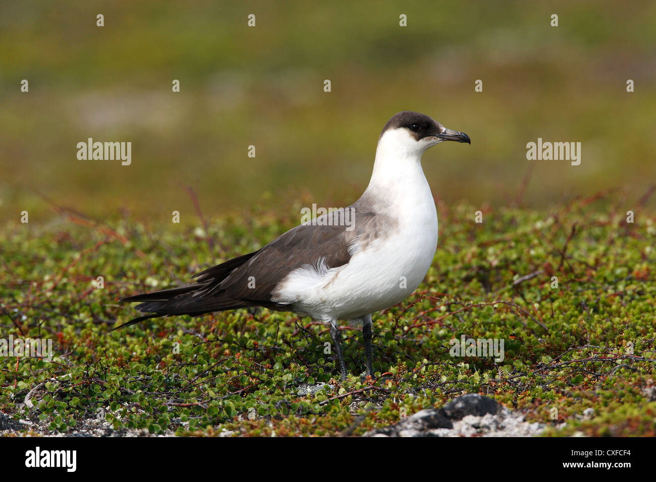 Pale morph / phase Arctic Skua (Parasitic Jaeger) Stercorarius parasiticus, Varanger, Norway Stock Photo