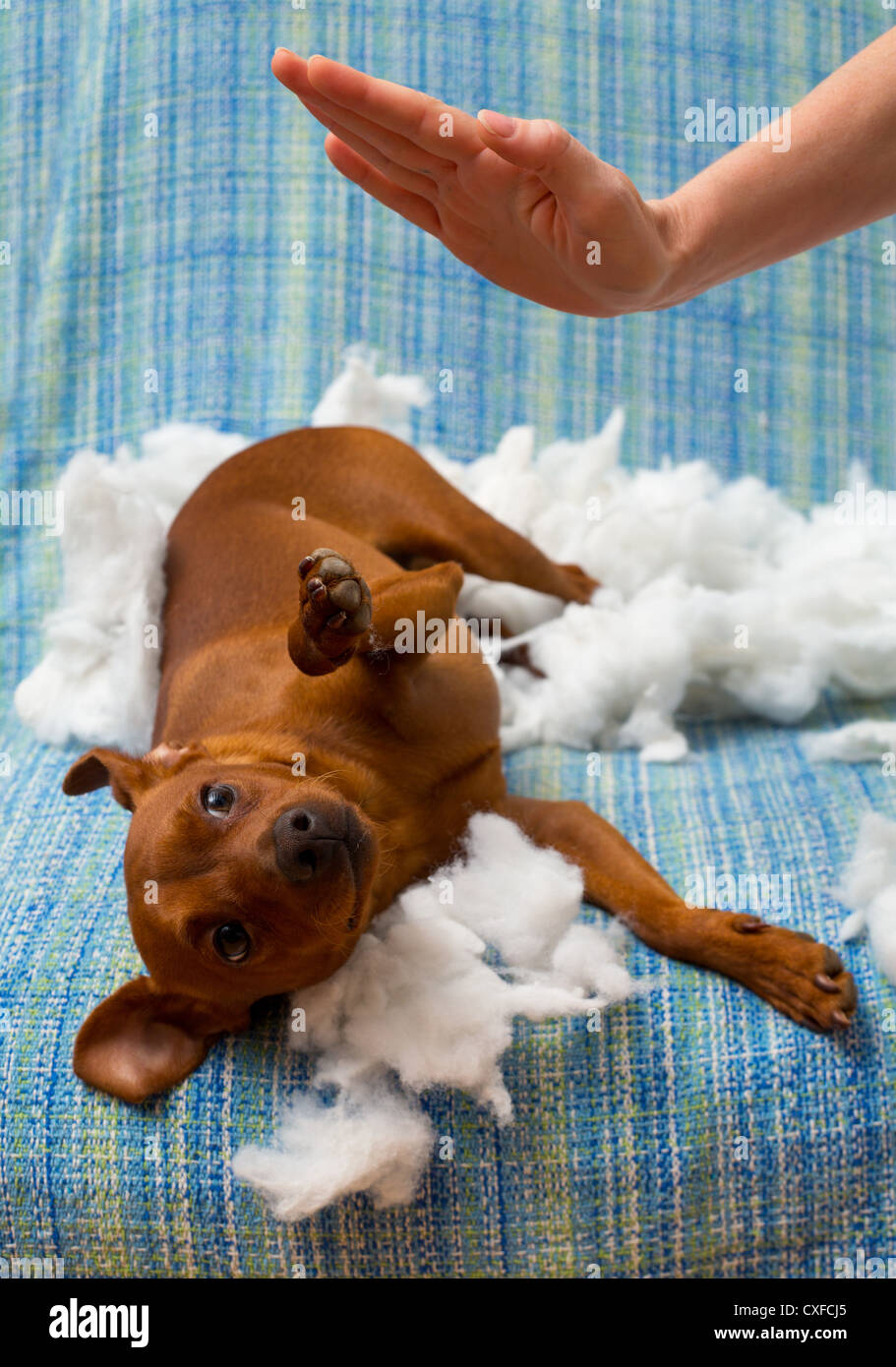 dog naughty puppy being punished after biting a pillow brown mini pinscher Stock Photo