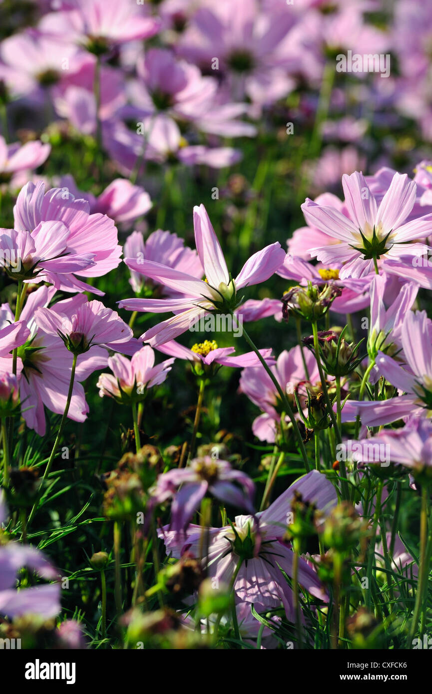Field of daises flowers in sunny day in garden. Stock Photo