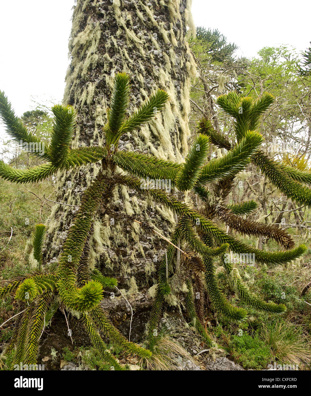 Elk198-3051v Chile, Conguillio National Park, Monkey Puzzle tree, Araucaria Stock Photo