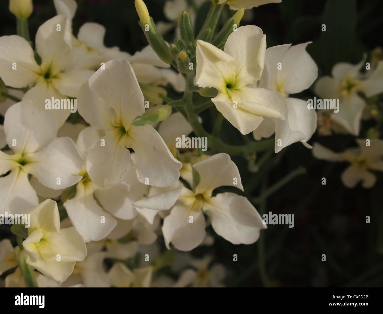 A close up of bright blossoms Stock Photo - Alamy