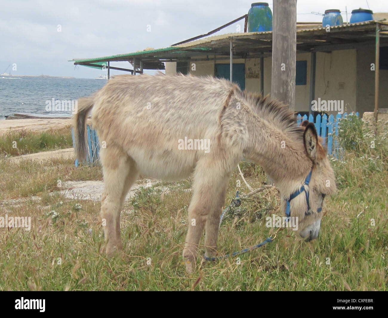 A cute donkey is eating grass Stock Photo - Alamy