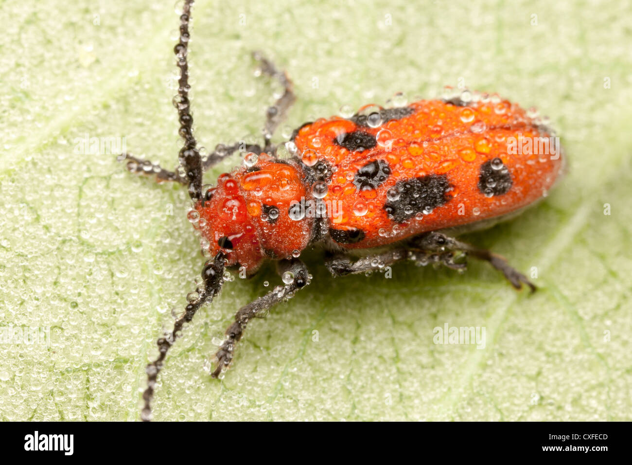 Red Milkweed Beetle (Tetraopes tetrophthalmus) covered with early morning dew Stock Photo
