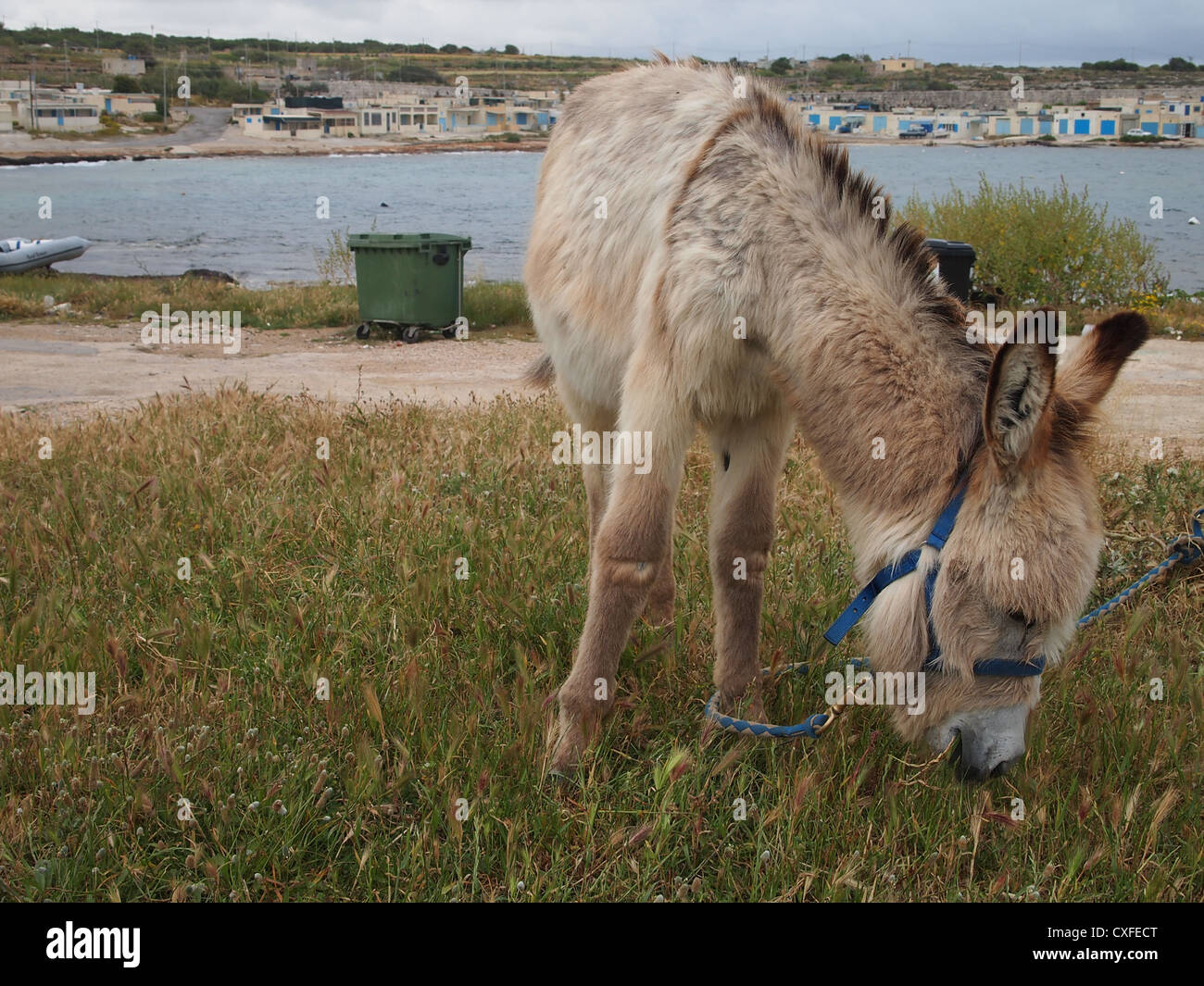 A small donkey is eating grass Stock Photo - Alamy