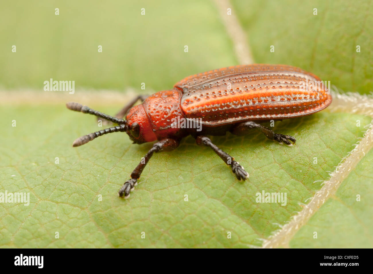 Leaf miner bug hi-res stock photography and images - Alamy