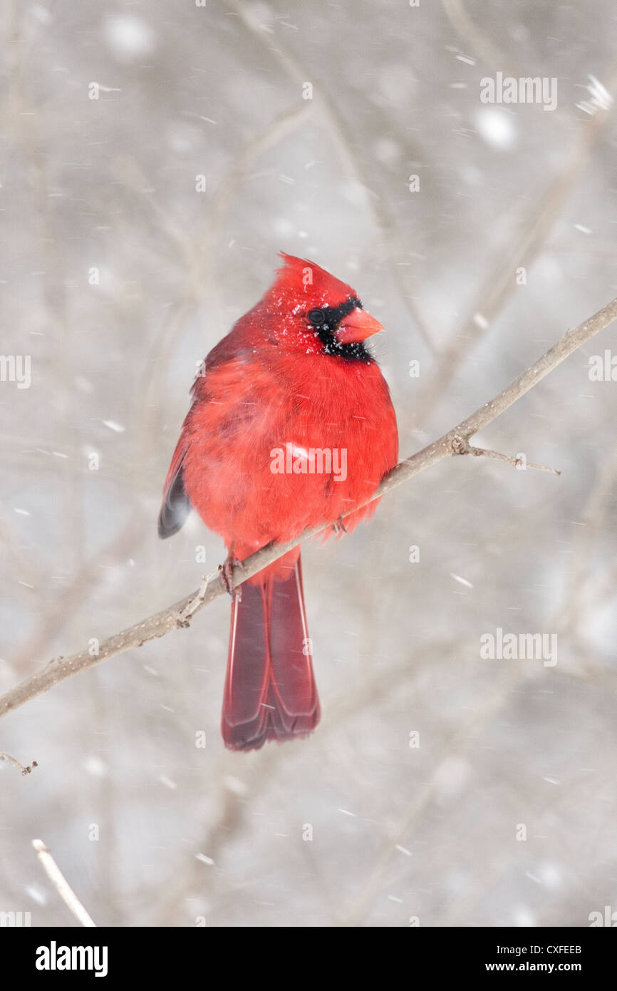 Northern Cardinal in Winter Snow bird songbird perching vertical Stock Photo