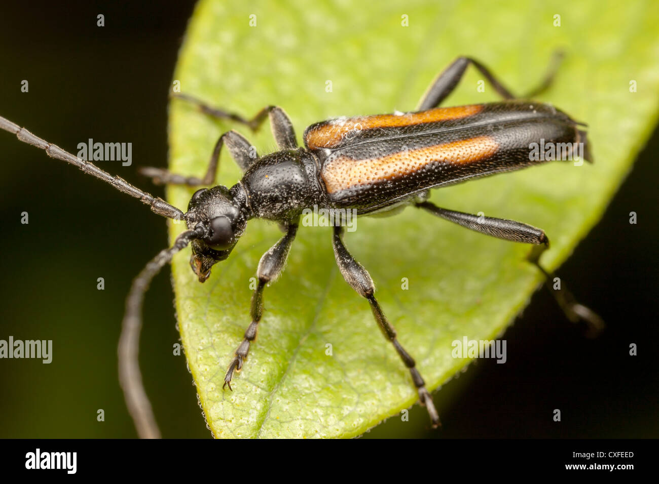 Flower Longhorn Beetle (Strangalepta abbreviata) Stock Photo