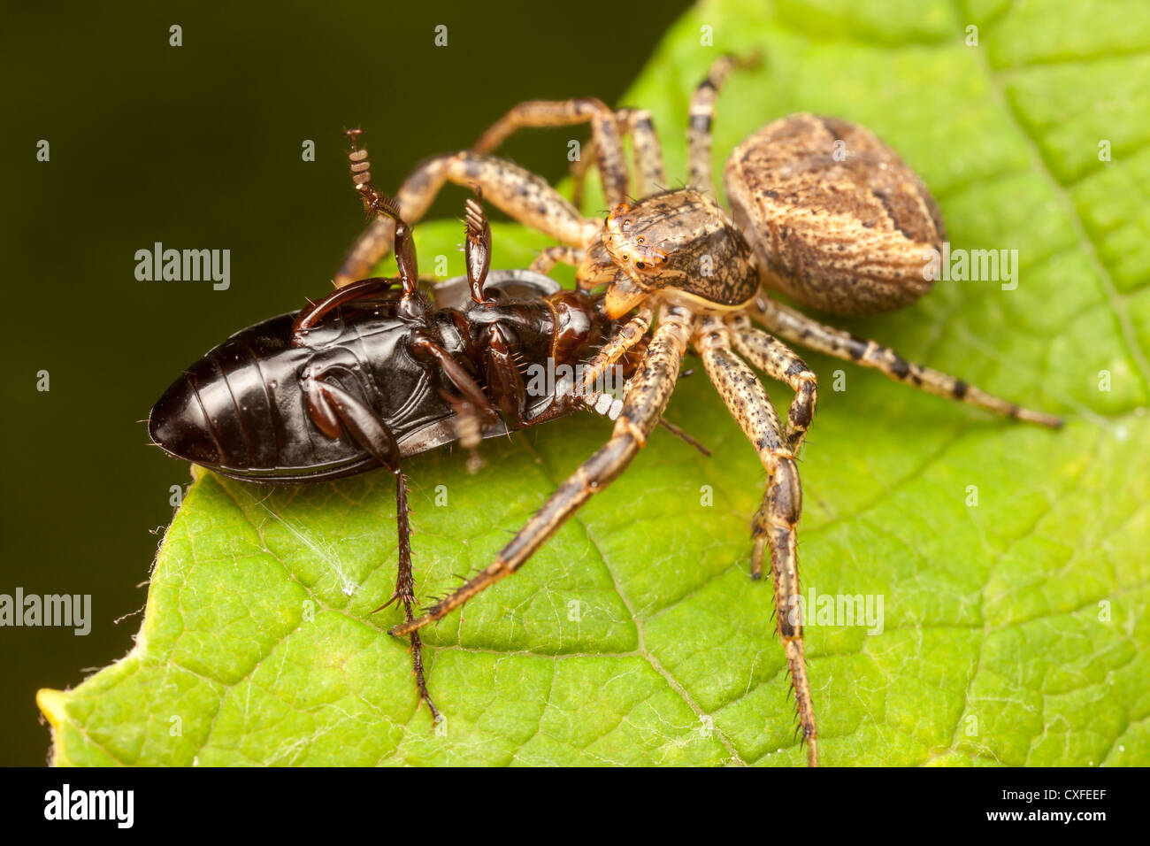 Ground Crab Spider (Xysticus ferox) - Female with its newly caught beetle prey Stock Photo
