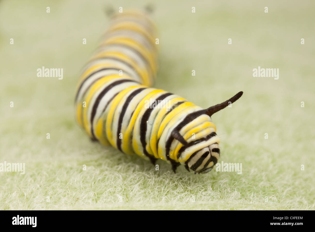Monarch Butterfly (Danaus Plexippus) - Caterpillar (larva) 4th instar on a Milkweed plant leaf Stock Photo