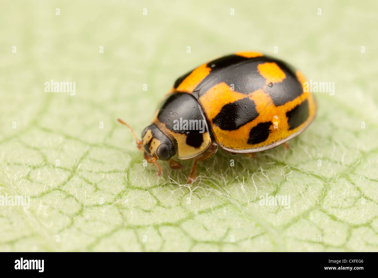 Fourteen-spotted Lady Beetle (Propylea quatuordecimpunctata) - Female ...